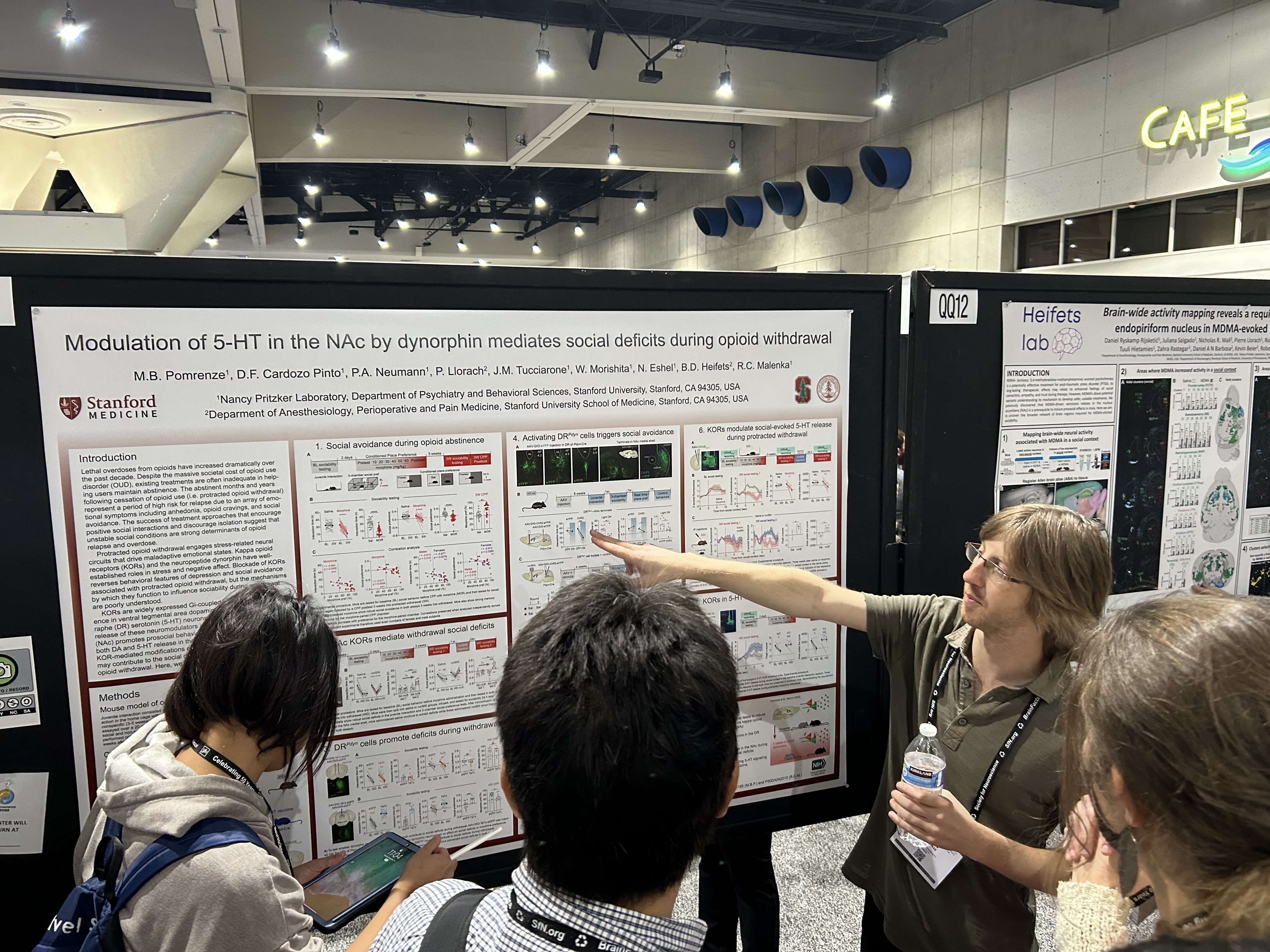 Brain fluorescent image 2